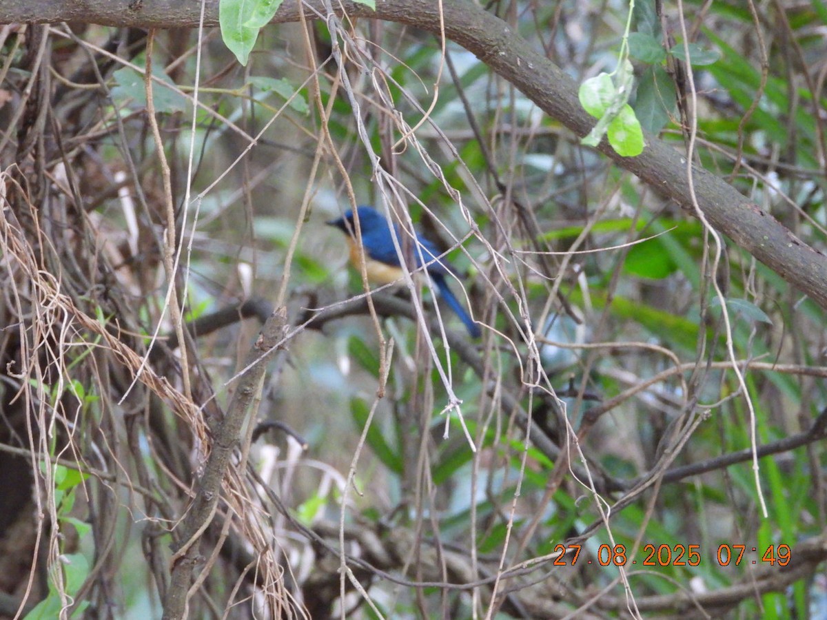 Tickell's Blue Flycatcher - ML640913454