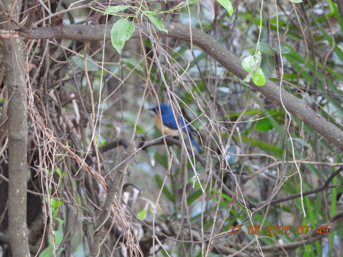 Tickell's Blue Flycatcher - ML640913455