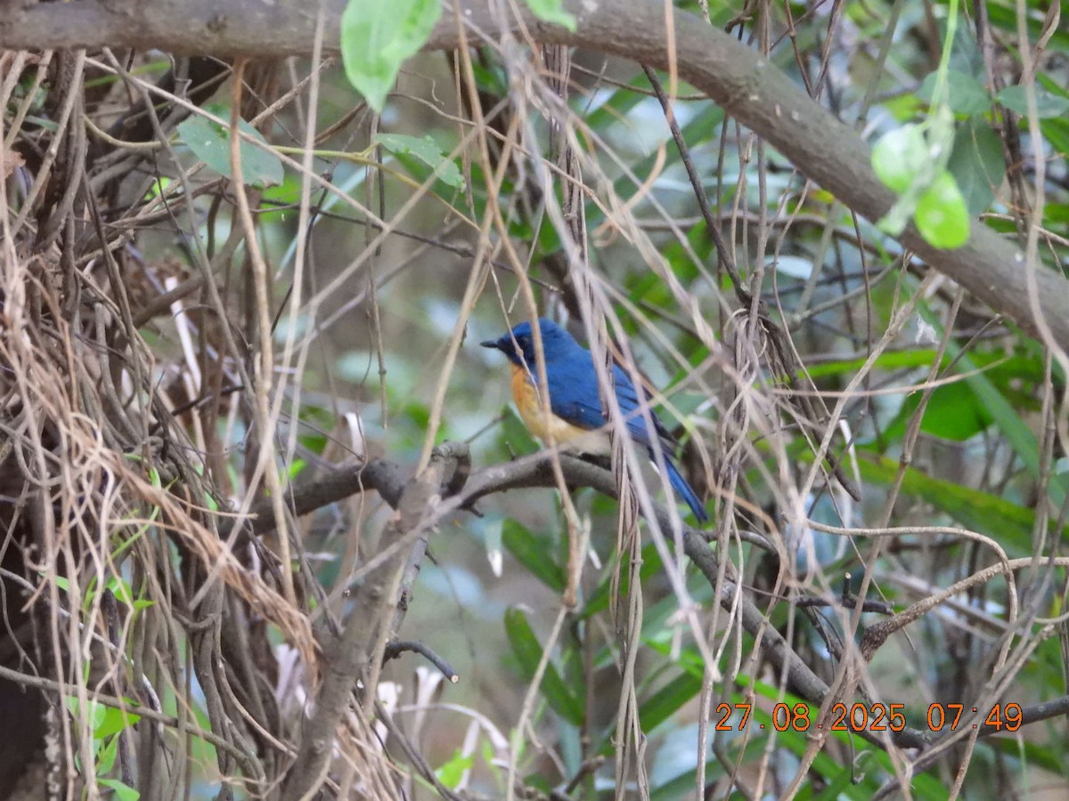 Tickell's Blue Flycatcher - ML640913456
