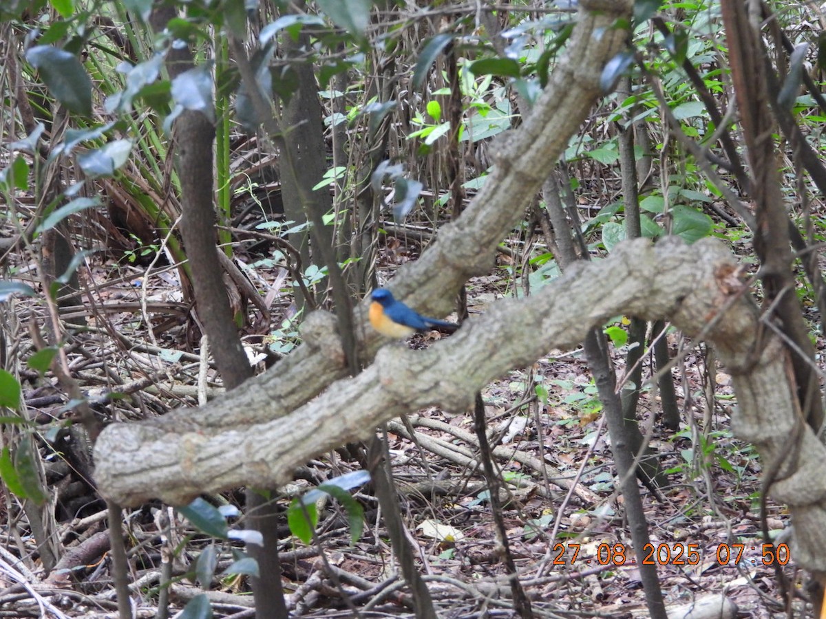 Tickell's Blue Flycatcher - ML640913457