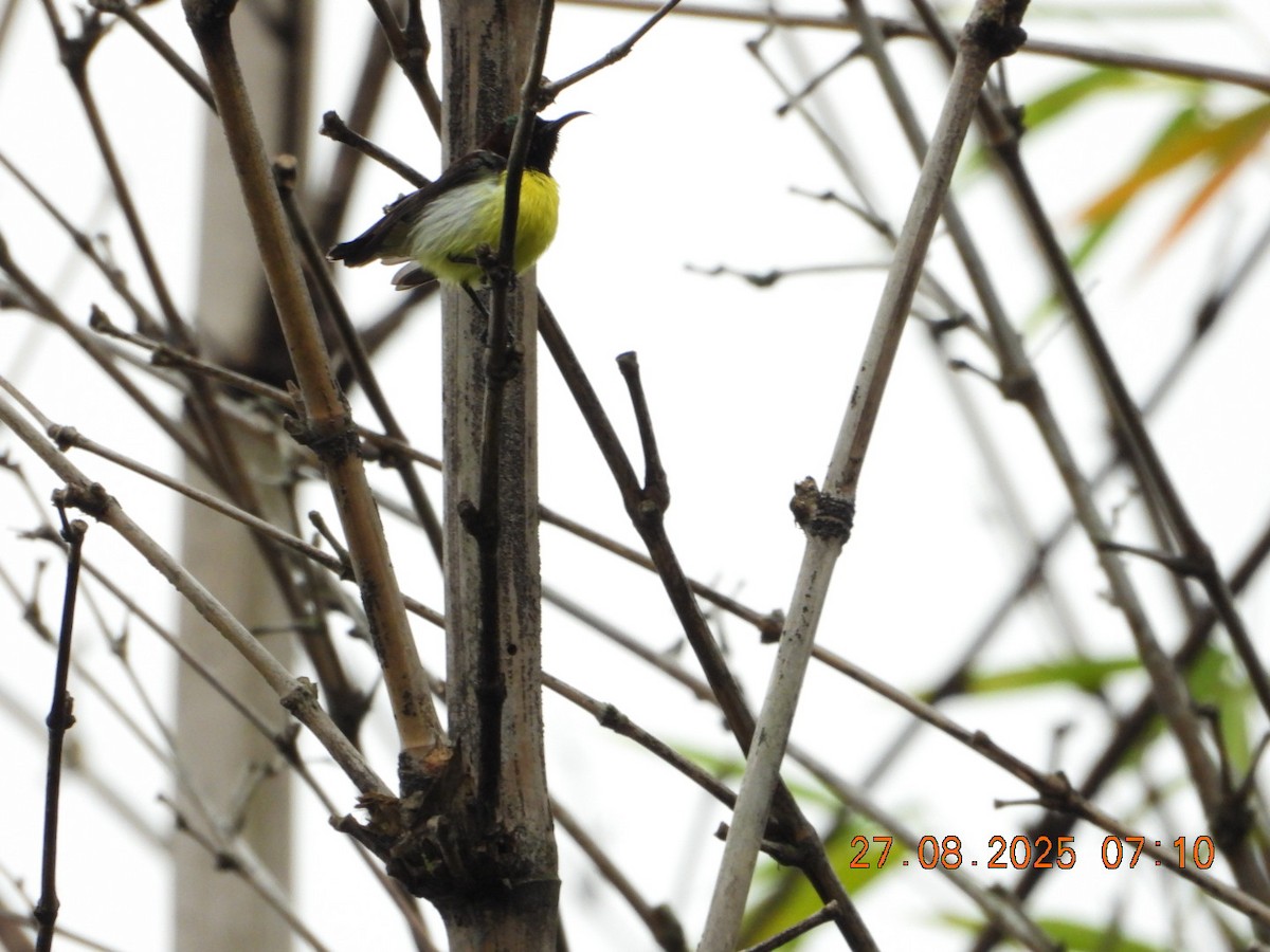 Purple-rumped Sunbird - ML640913470