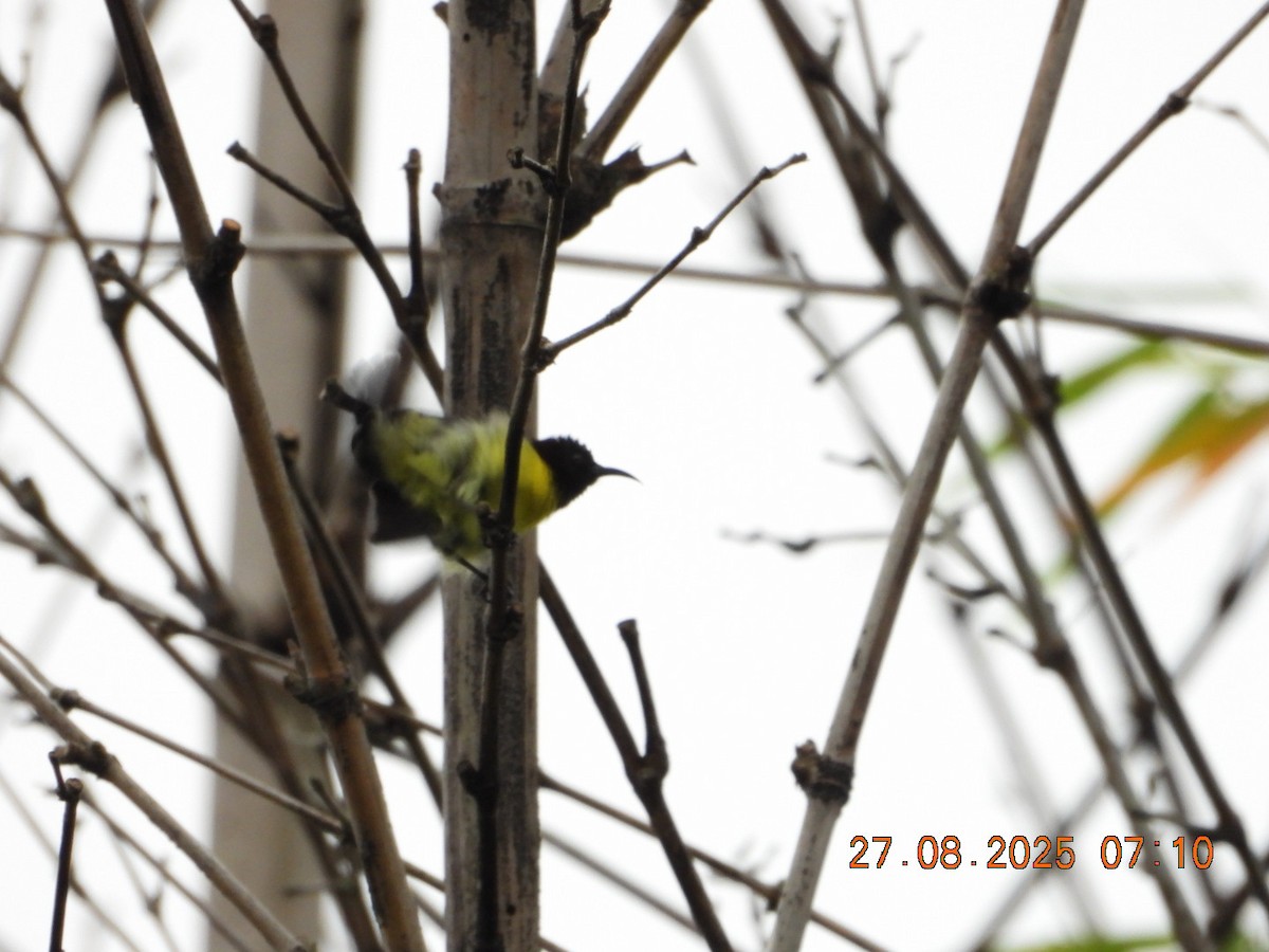 Purple-rumped Sunbird - ML640913471