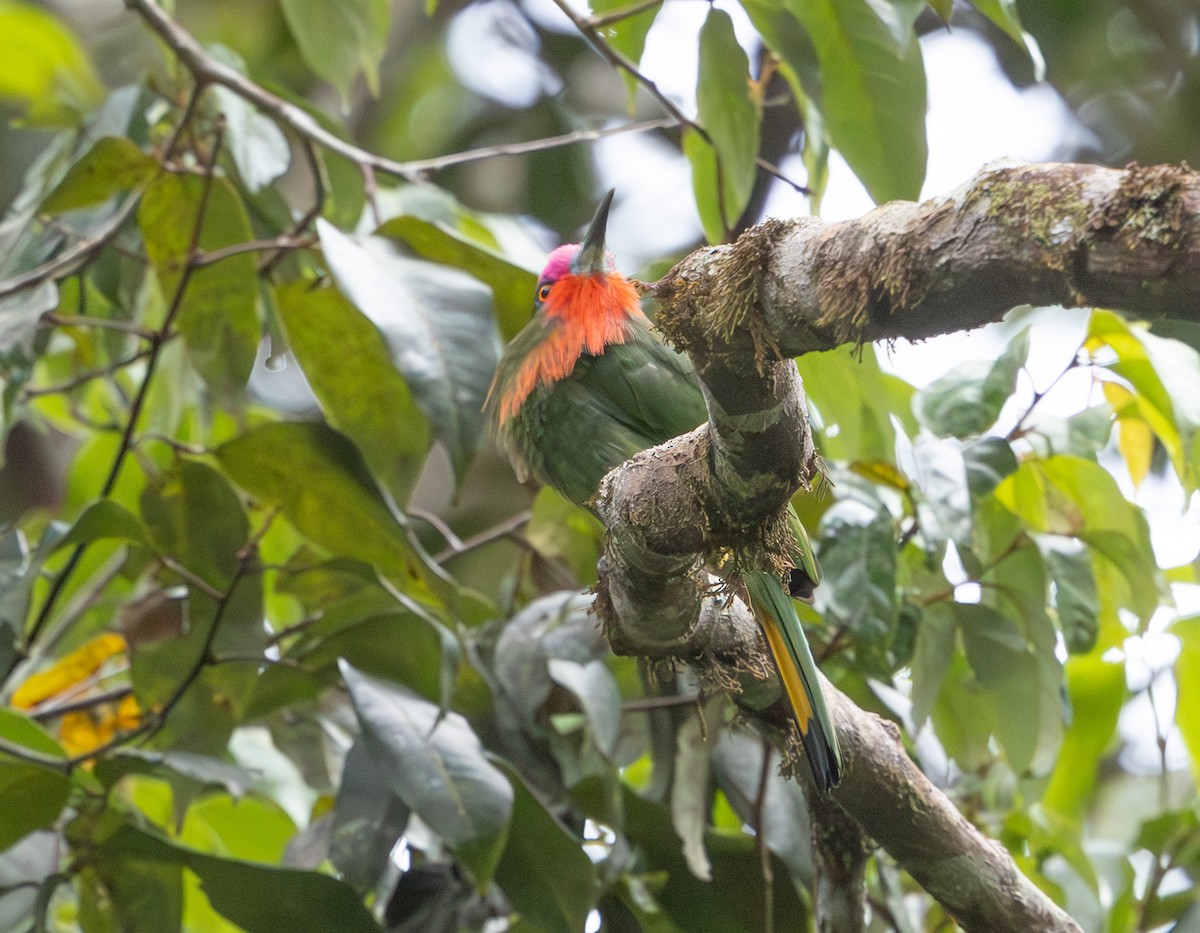 Red-bearded Bee-eater - ML640913504