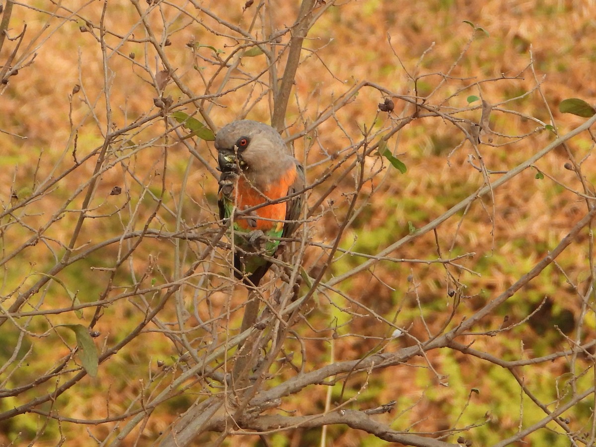 Red-bellied Parrot - ML640913546