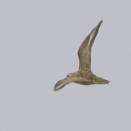 European Golden-Plover - ML640913551