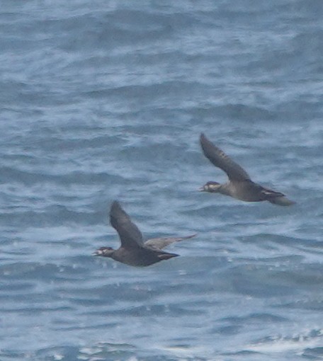 Surf Scoter - ML640913622