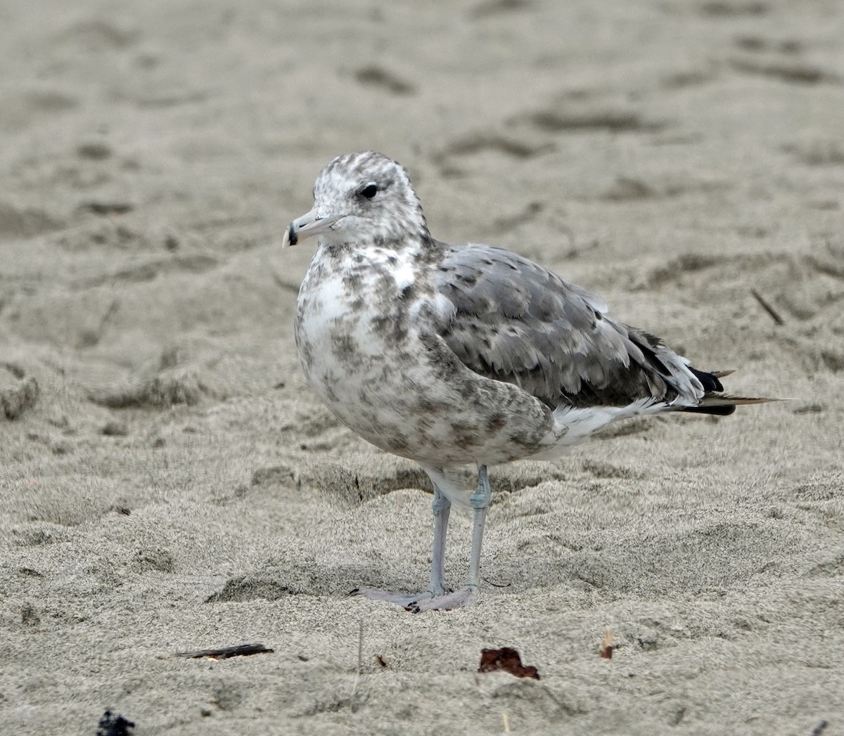 California Gull - ML640913663