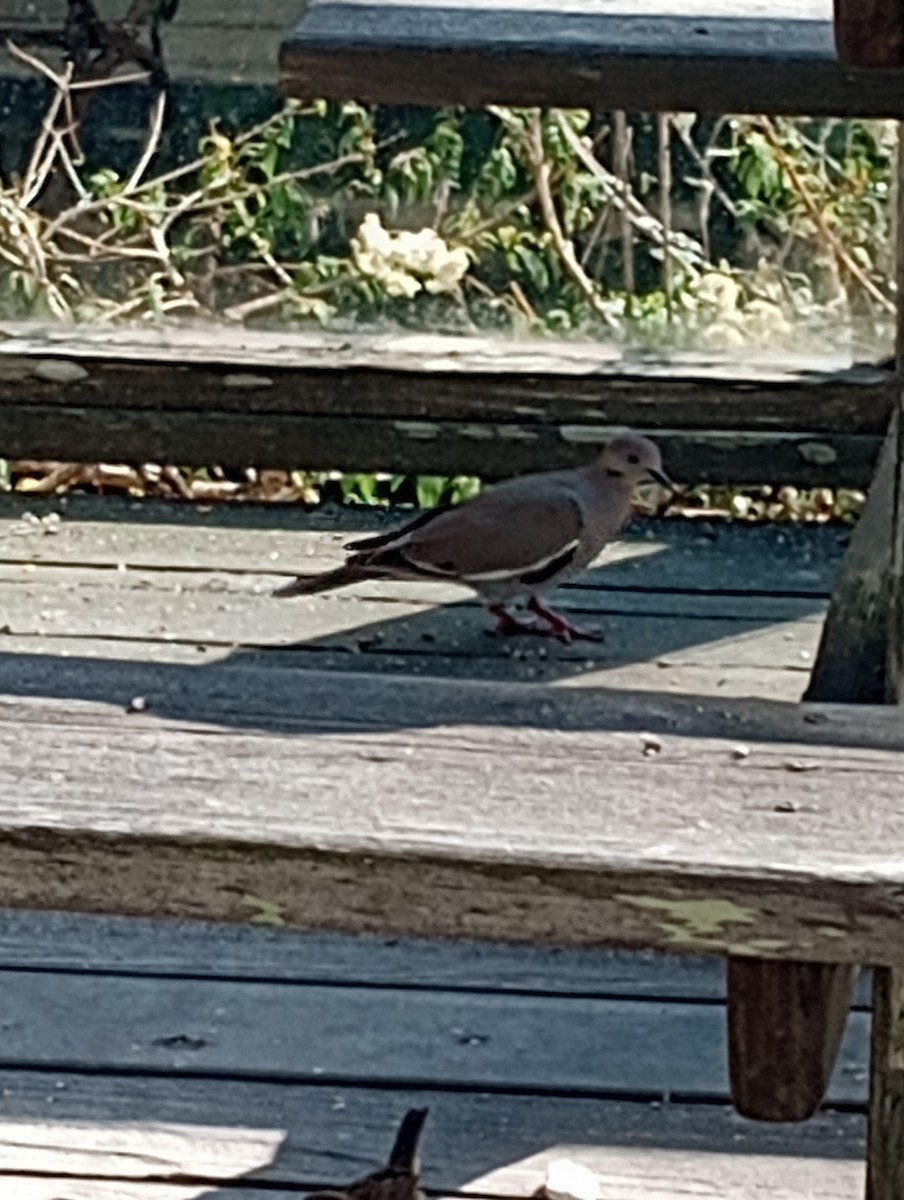 White-winged Dove - ML640913786