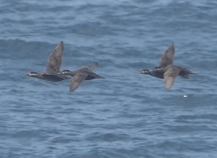 Surf Scoter - ML640913794