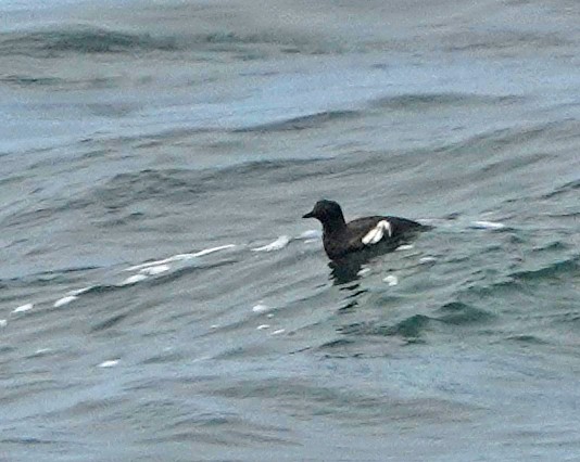 Pigeon Guillemot - ML640913821