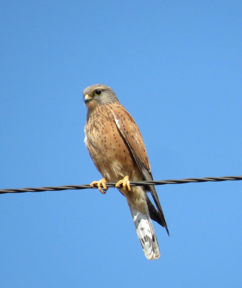 Rock Kestrel - ML640913829