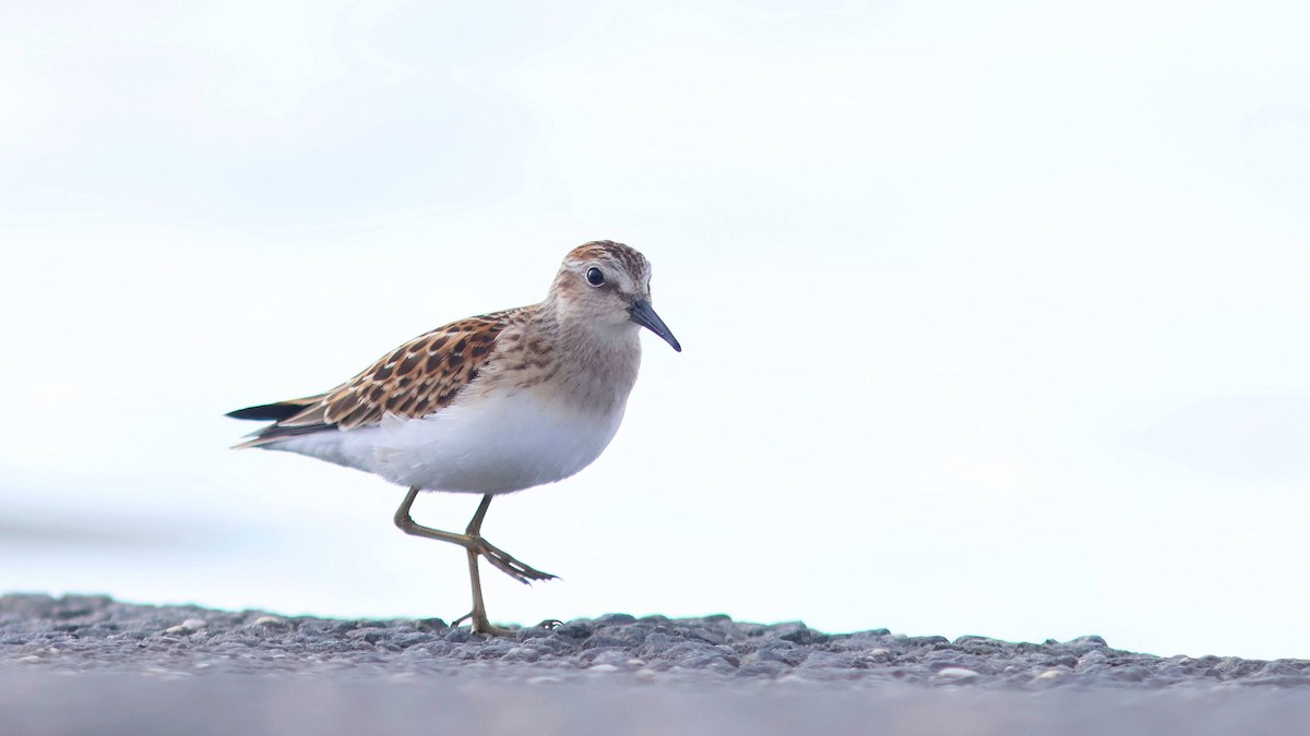 Least Sandpiper - ML640913847
