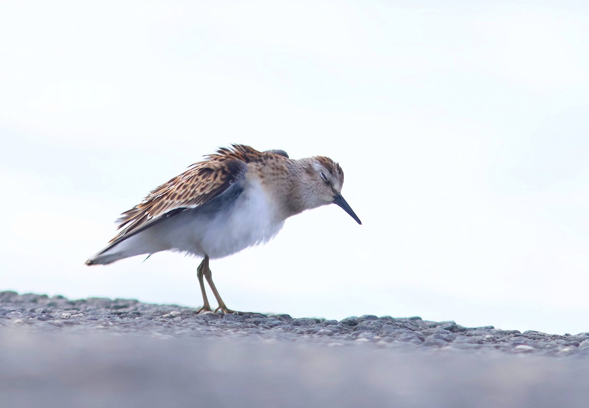 Least Sandpiper - ML640913848