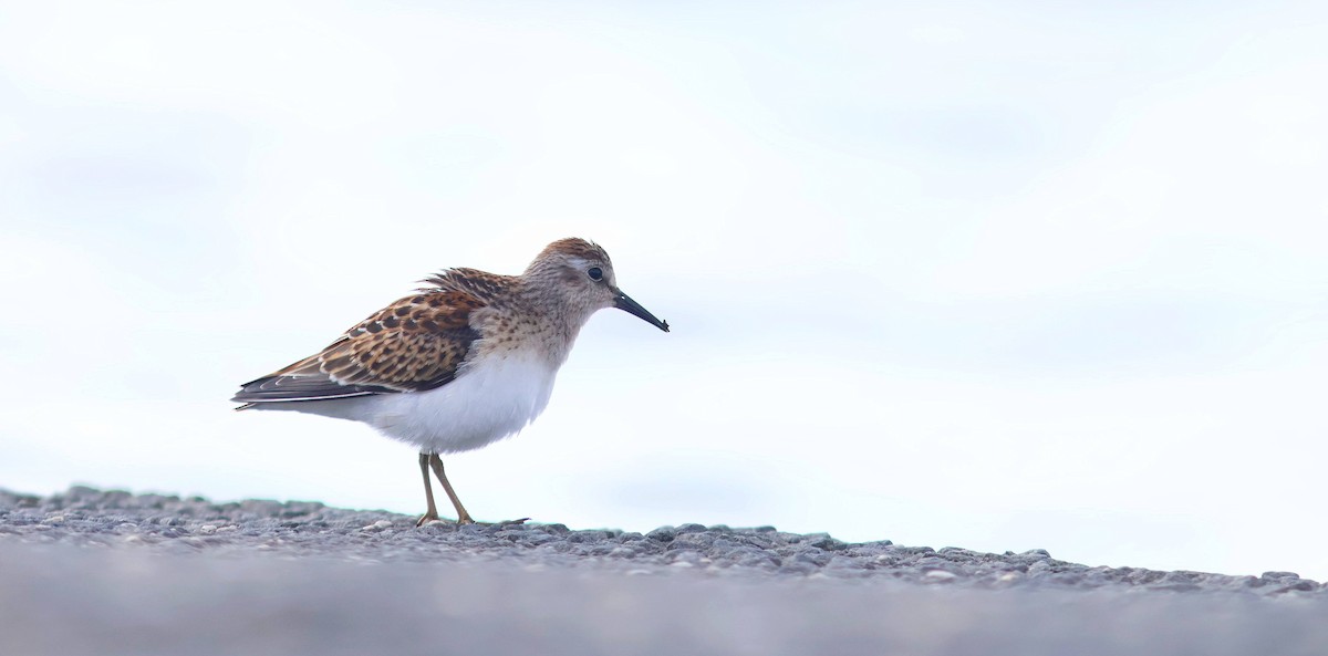 Least Sandpiper - ML640913849