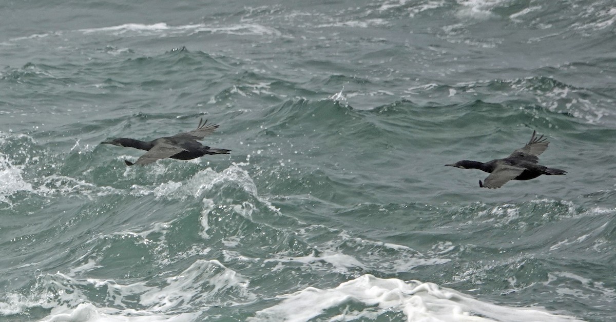 Brandt's Cormorant - ML640913856