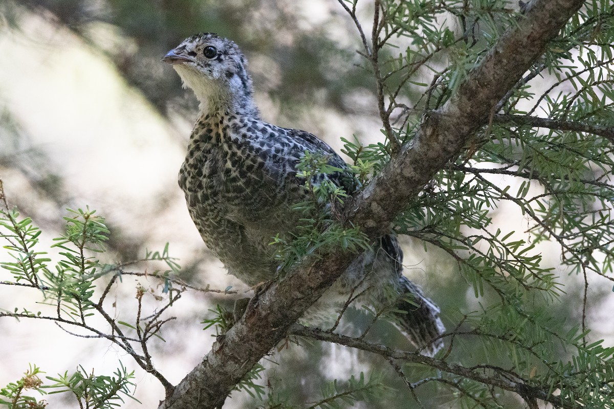 ススイロライチョウ - ML640913875