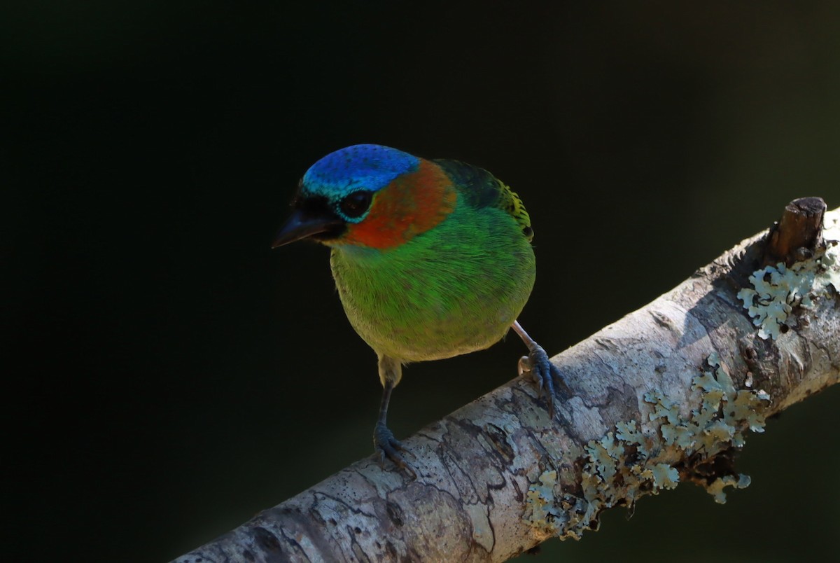 Blaukappentangare - ML640913880