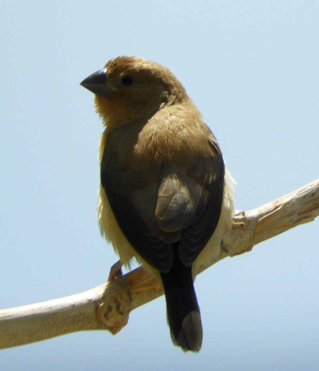 Capuchino Picoplata Africano - ML640913934