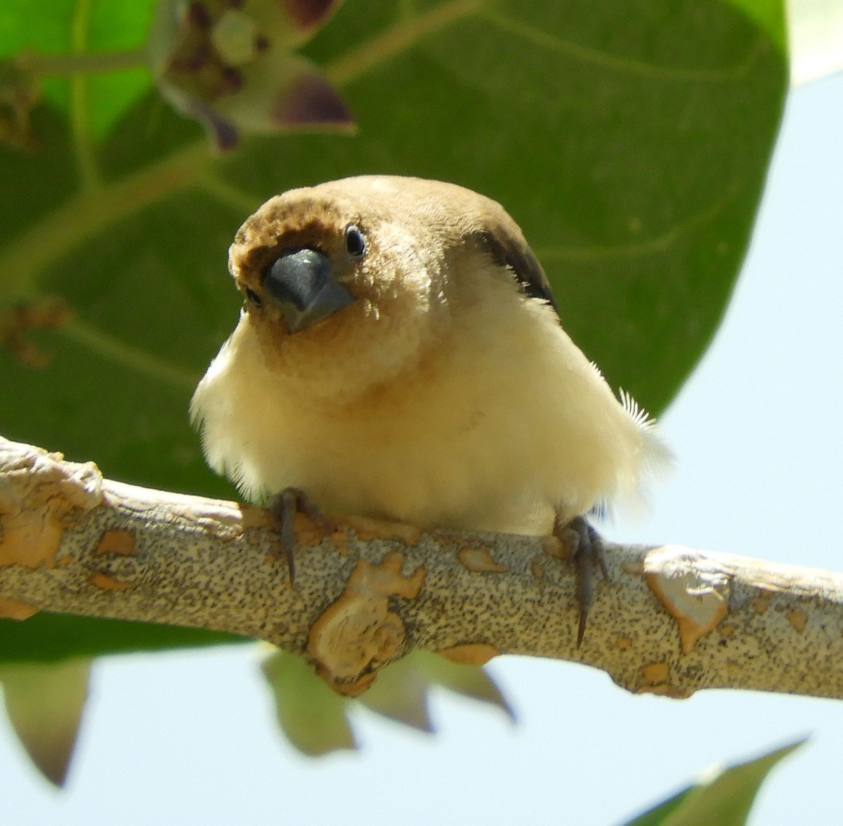 Capuchino Picoplata Africano - ML640913935