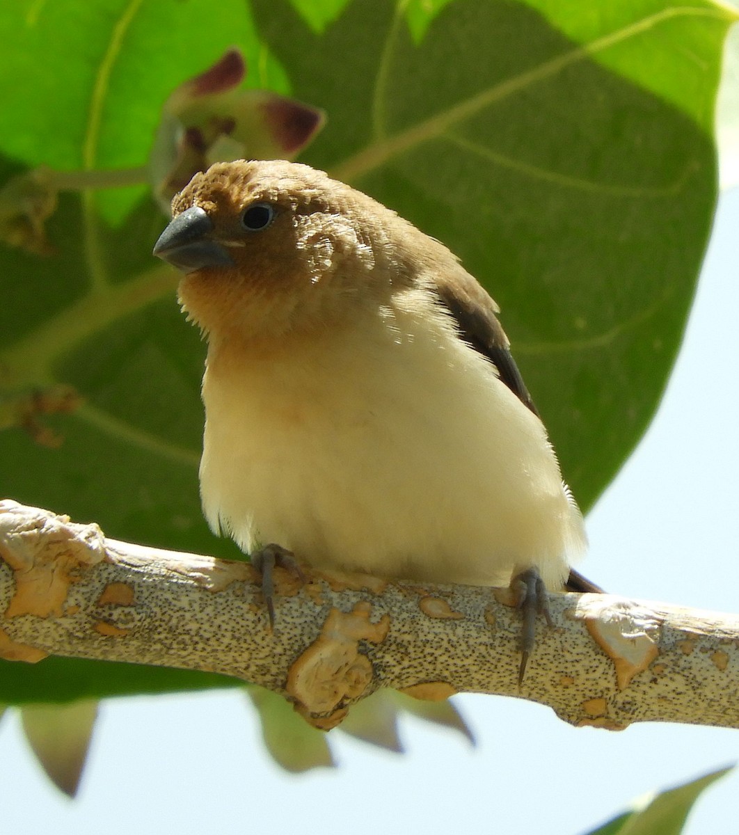 Capuchino Picoplata Africano - ML640913936