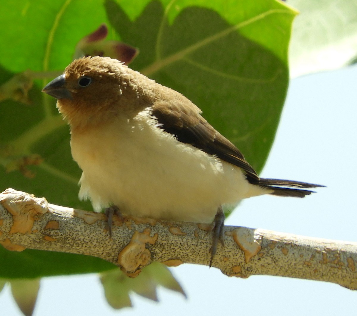 Capuchino Picoplata Africano - ML640913937