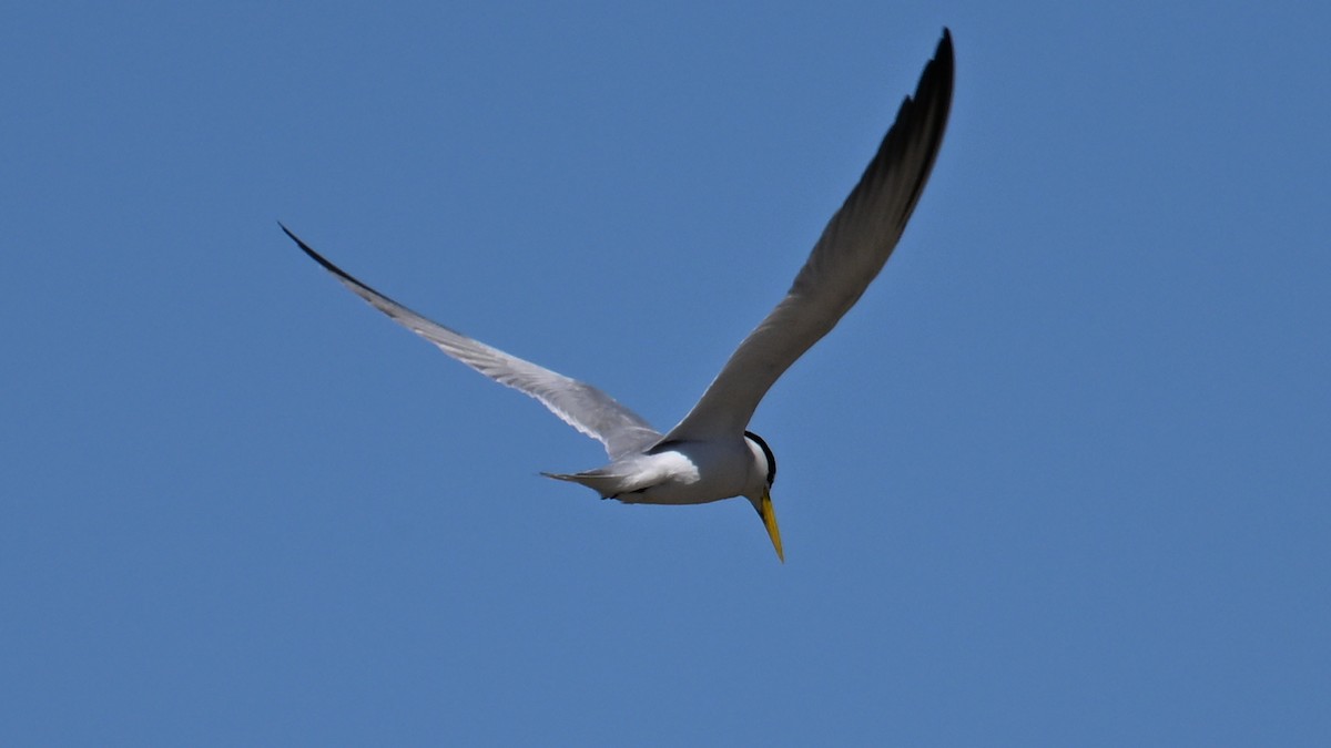 Yellow-billed Tern - ML640913967