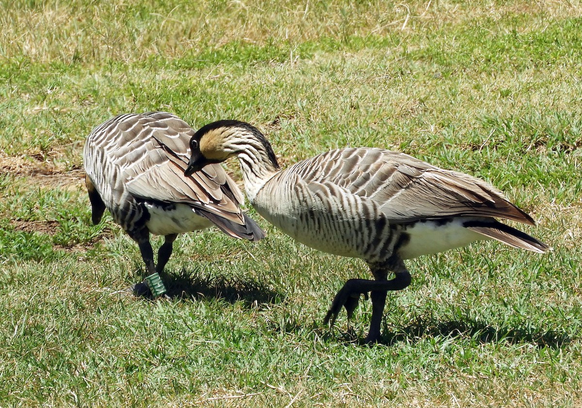 Hawaiian Goose - ML640914008