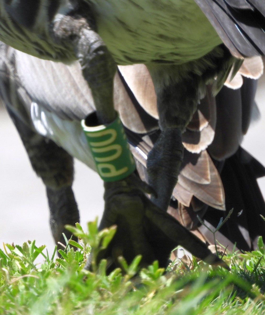 Hawaiian Goose - ML640914009