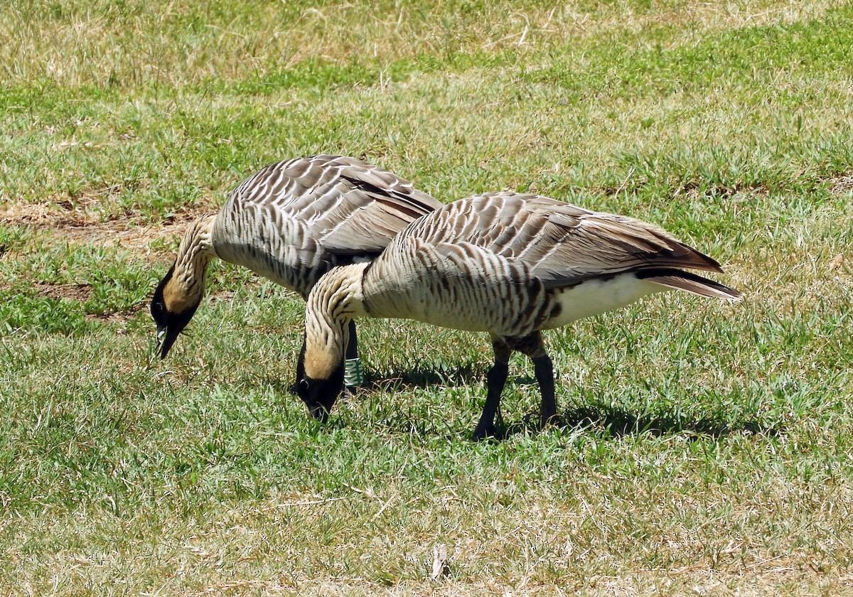 Hawaiian Goose - ML640914010