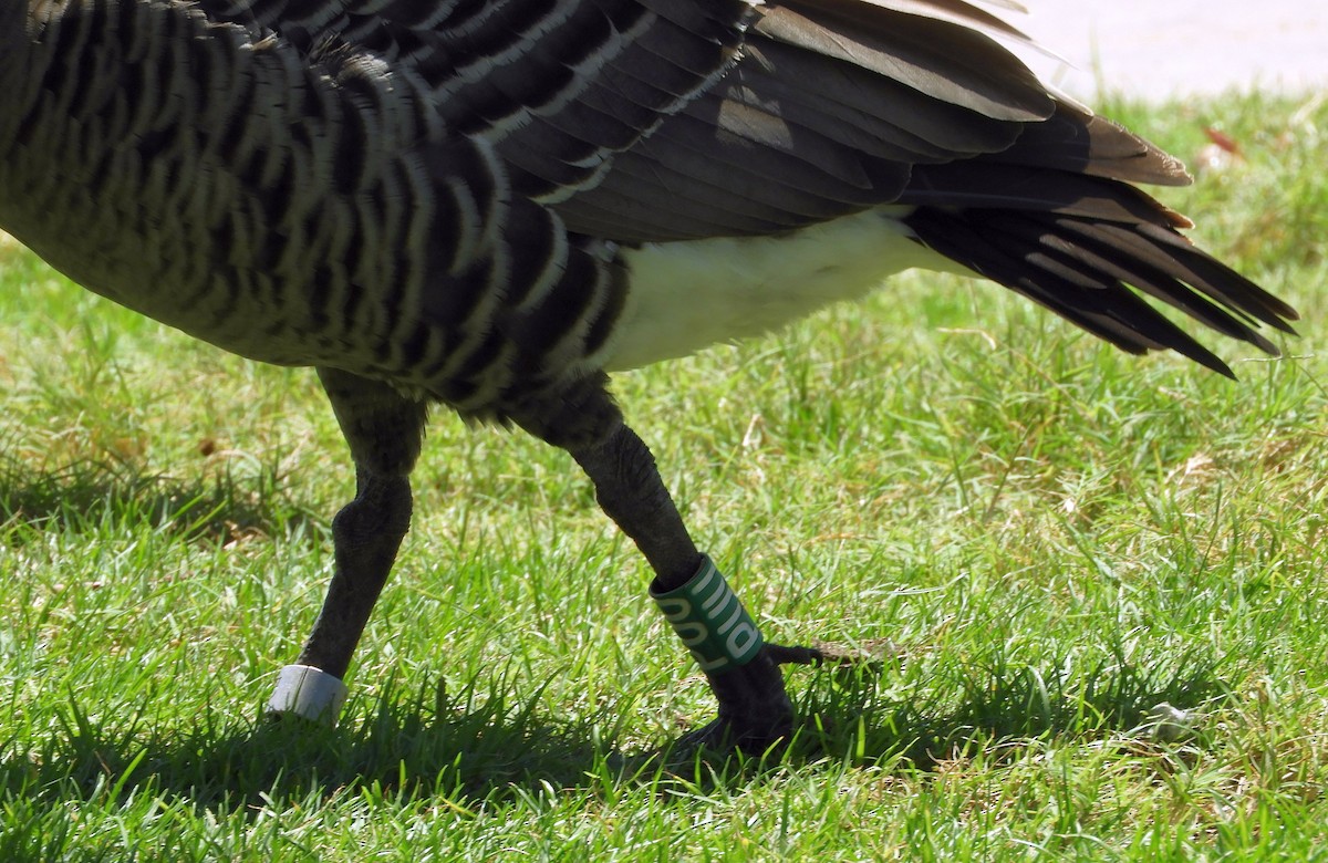 Hawaiian Goose - ML640914011