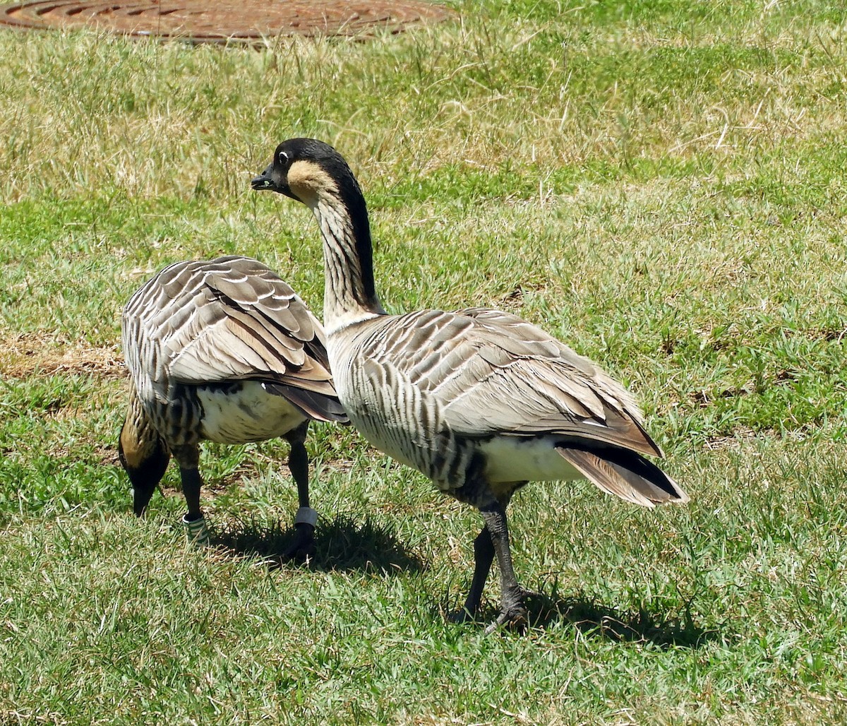 Hawaiian Goose - ML640914012