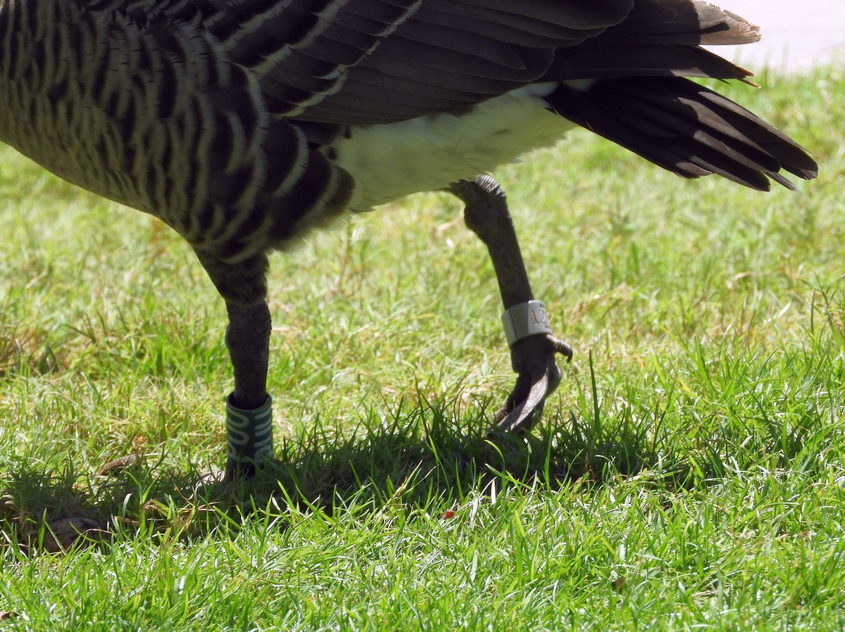 Hawaiian Goose - ML640914013