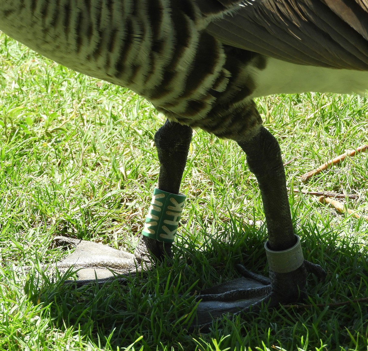 Hawaiian Goose - ML640914014