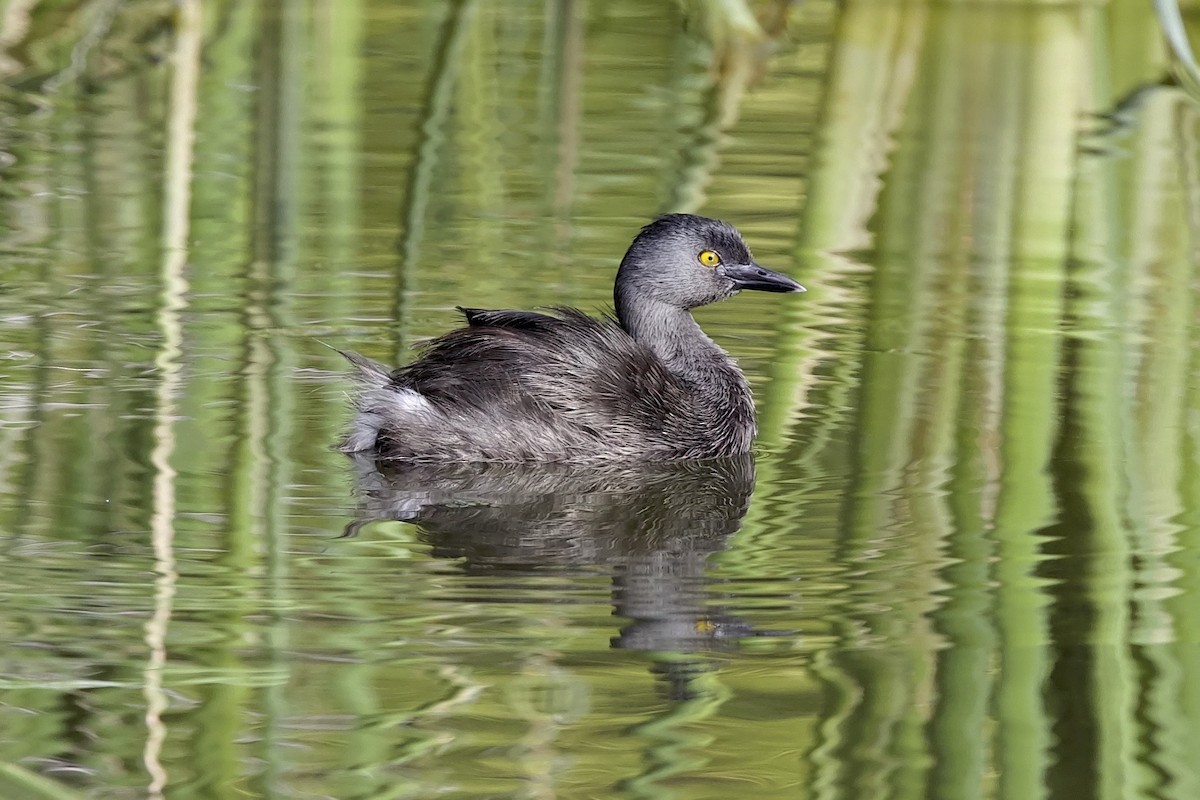 Least Grebe - ML640914028
