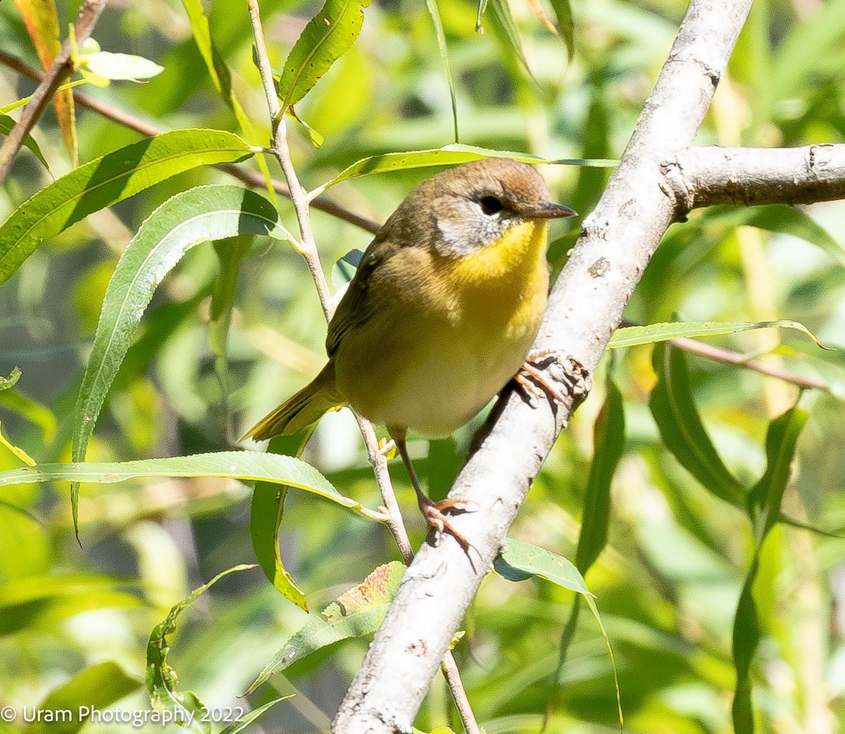 Warbling Vireo - ML640914128