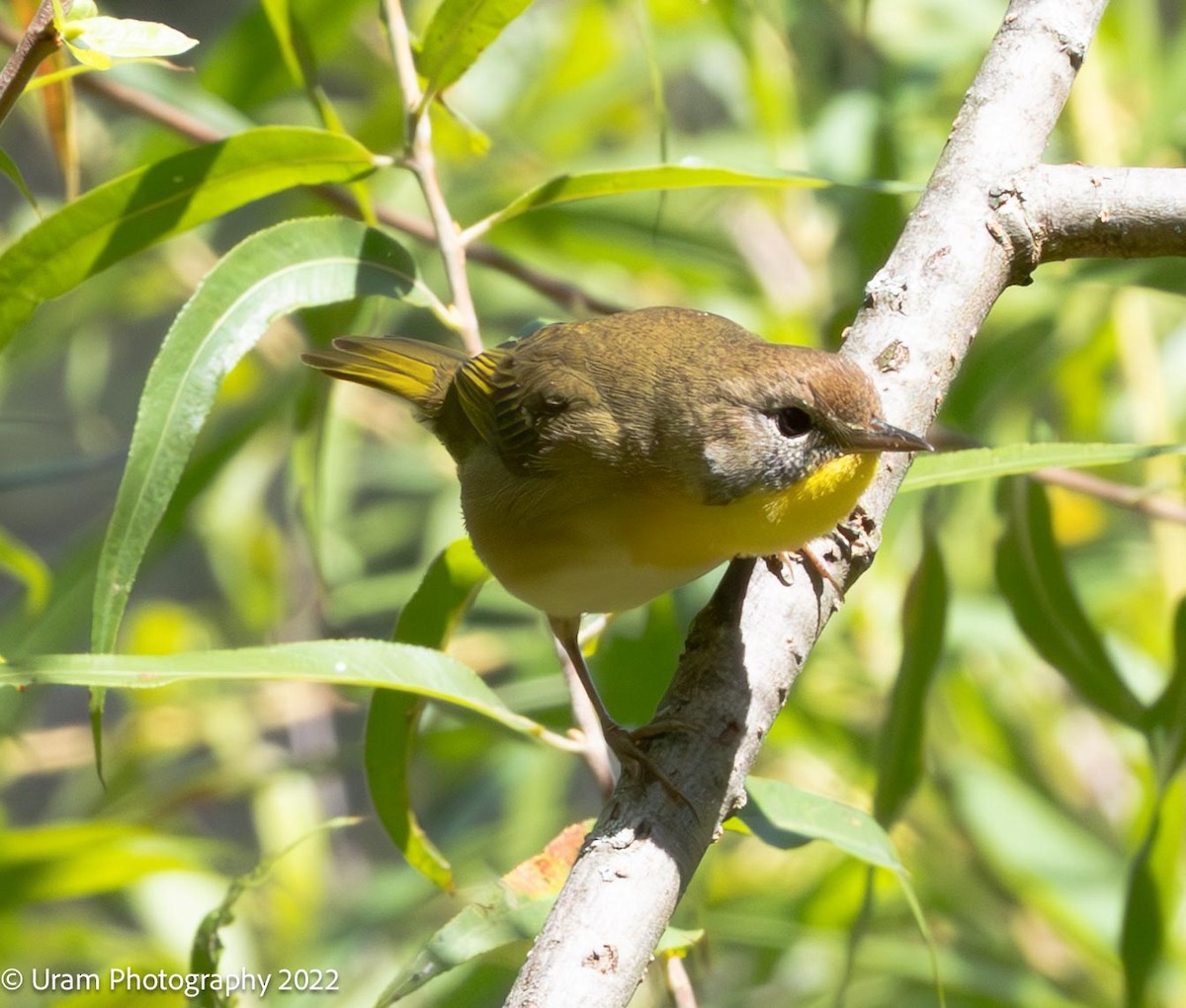Warbling Vireo - ML640914129
