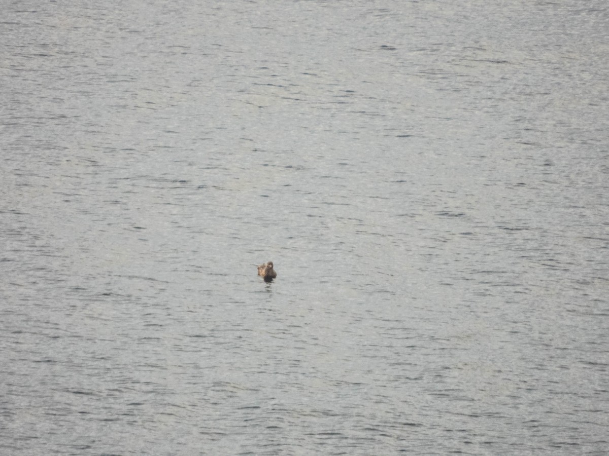 Great Skua - ML640914179
