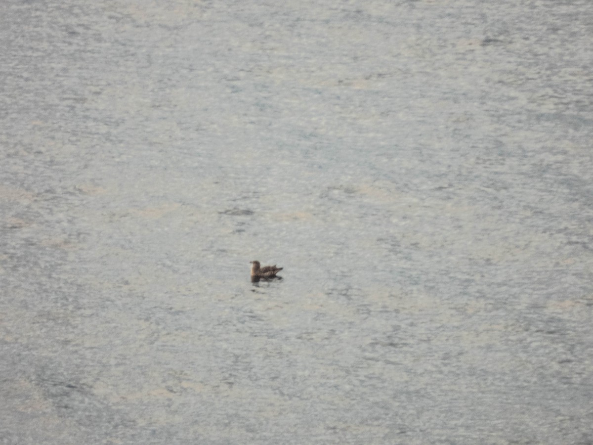 Great Skua - ML640914180