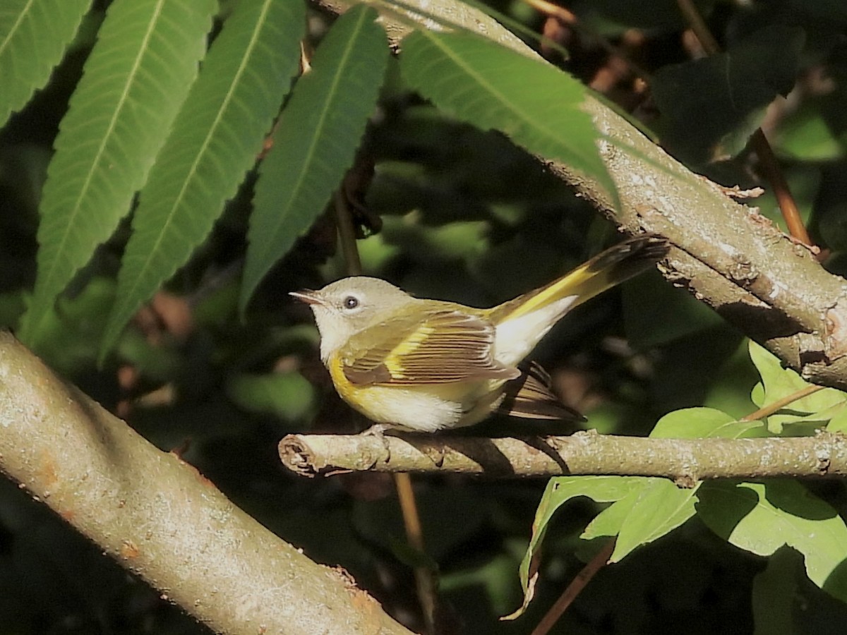 American Redstart - ML640914185