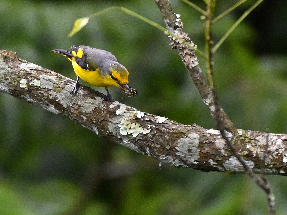 Scarlet Minivet - ML640914187