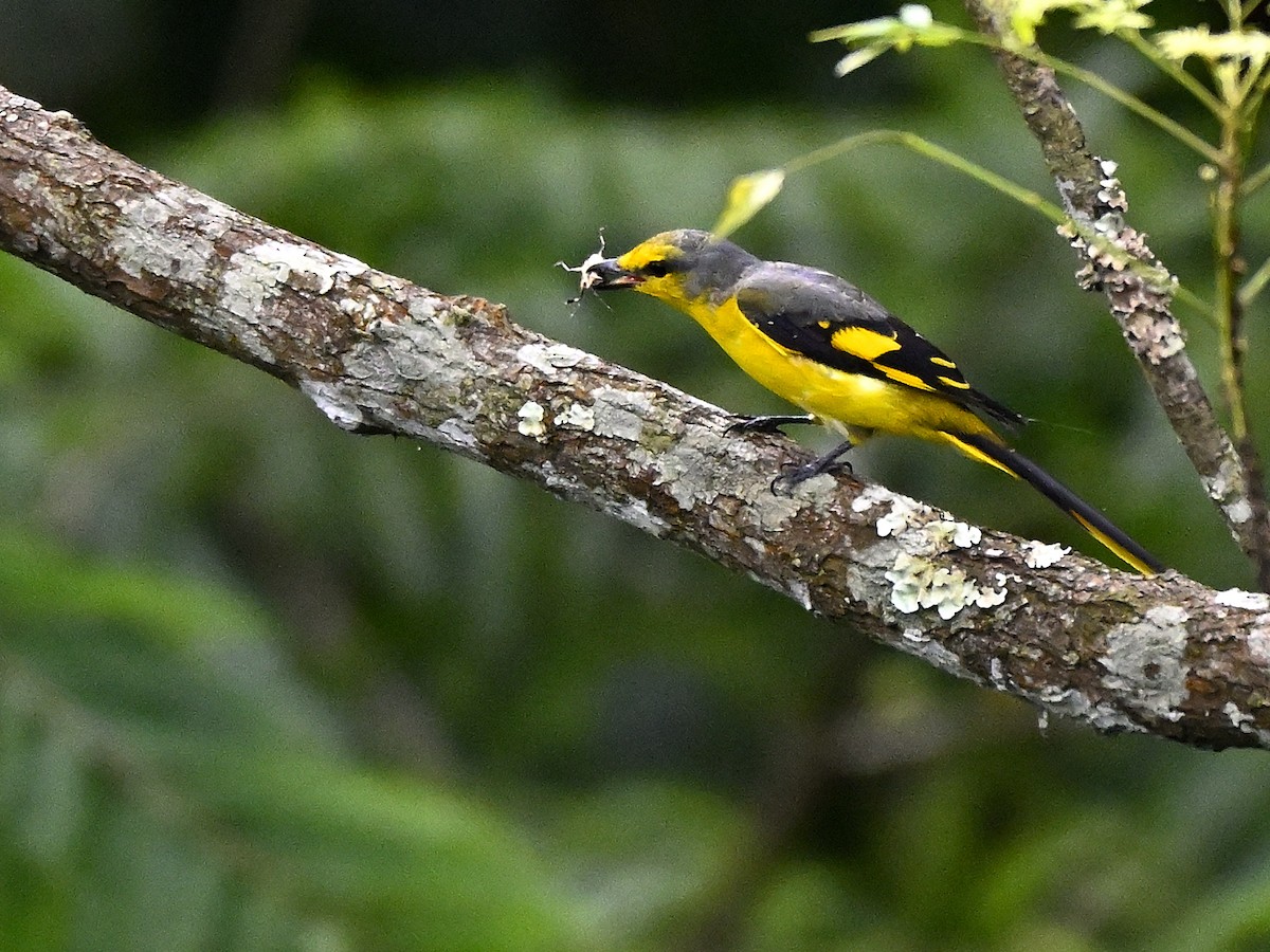 Scarlet Minivet - ML640914188