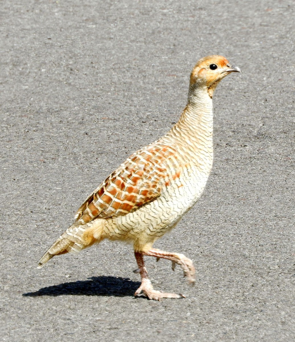 Gray Francolin - ML640914190