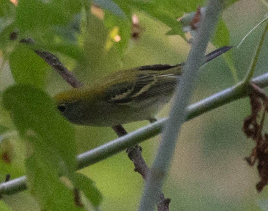 Chestnut-sided Warbler - ML640914192