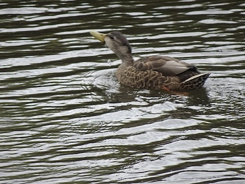 Mallard x American Black Duck (hybrid) - ML640914193