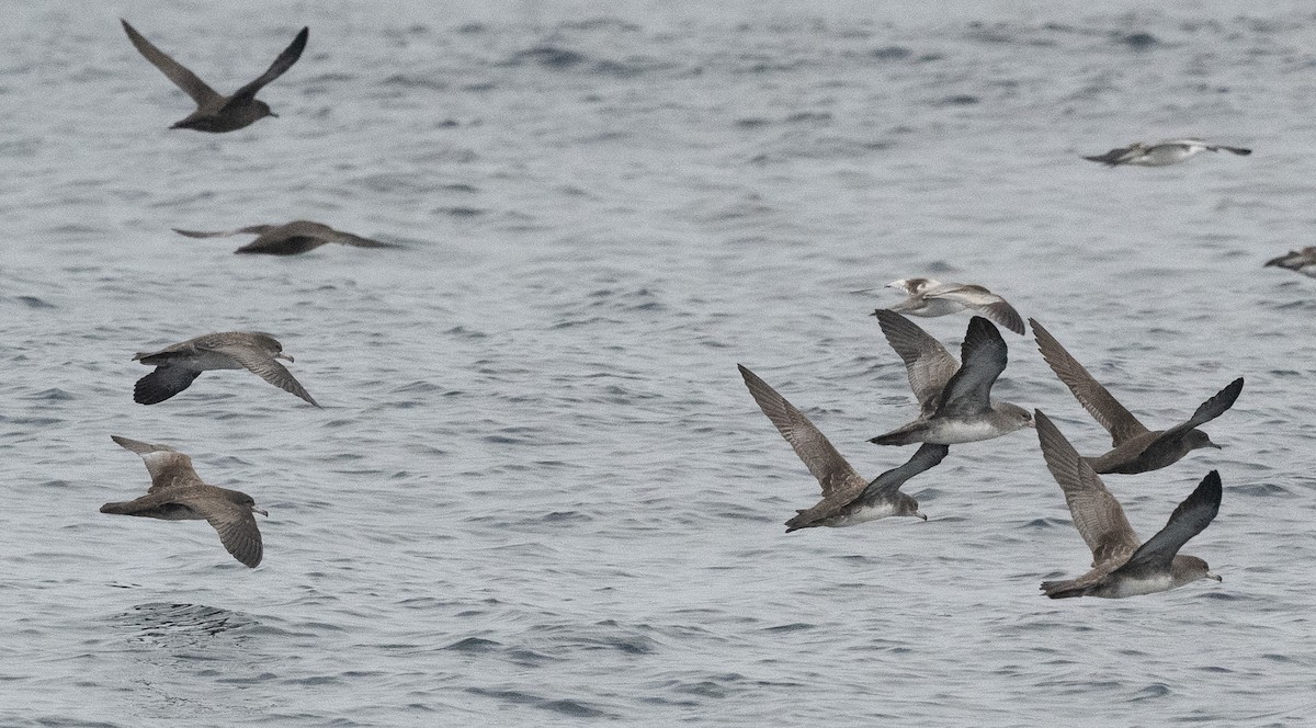 Pink-footed Shearwater - ML640914195