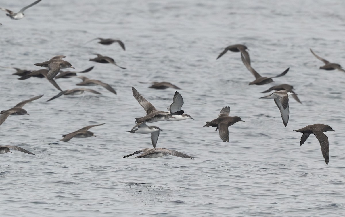 Pink-footed Shearwater - ML640914196