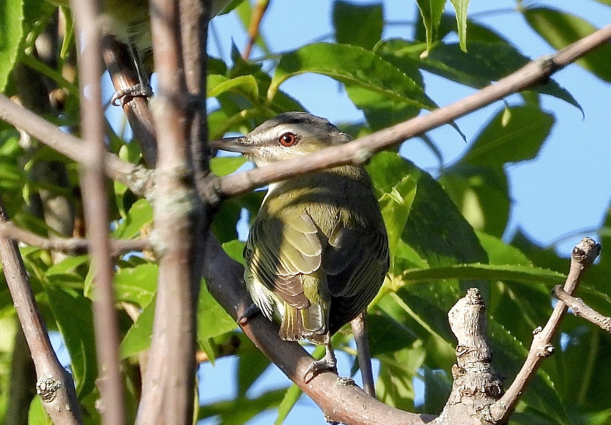 Red-eyed Vireo - ML640914199
