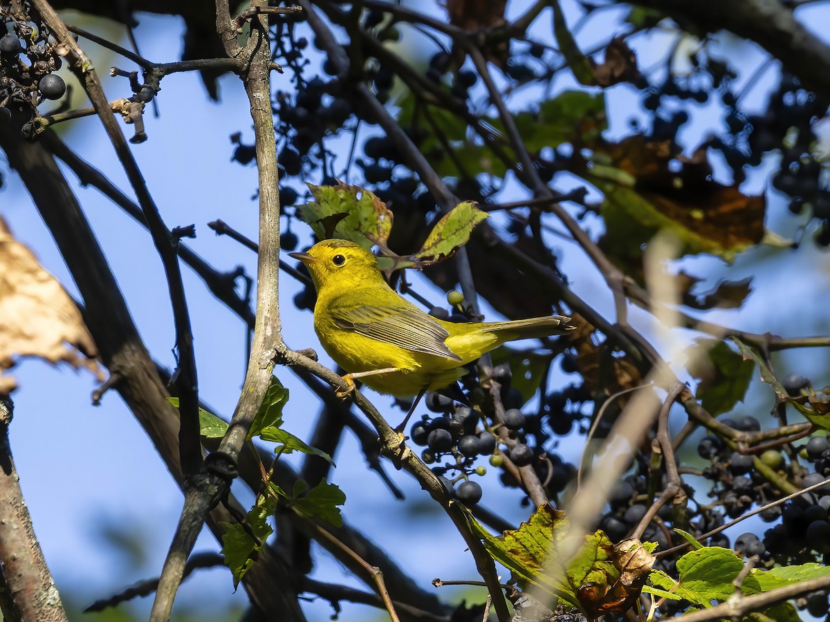 Wilson's Warbler - ML640914200