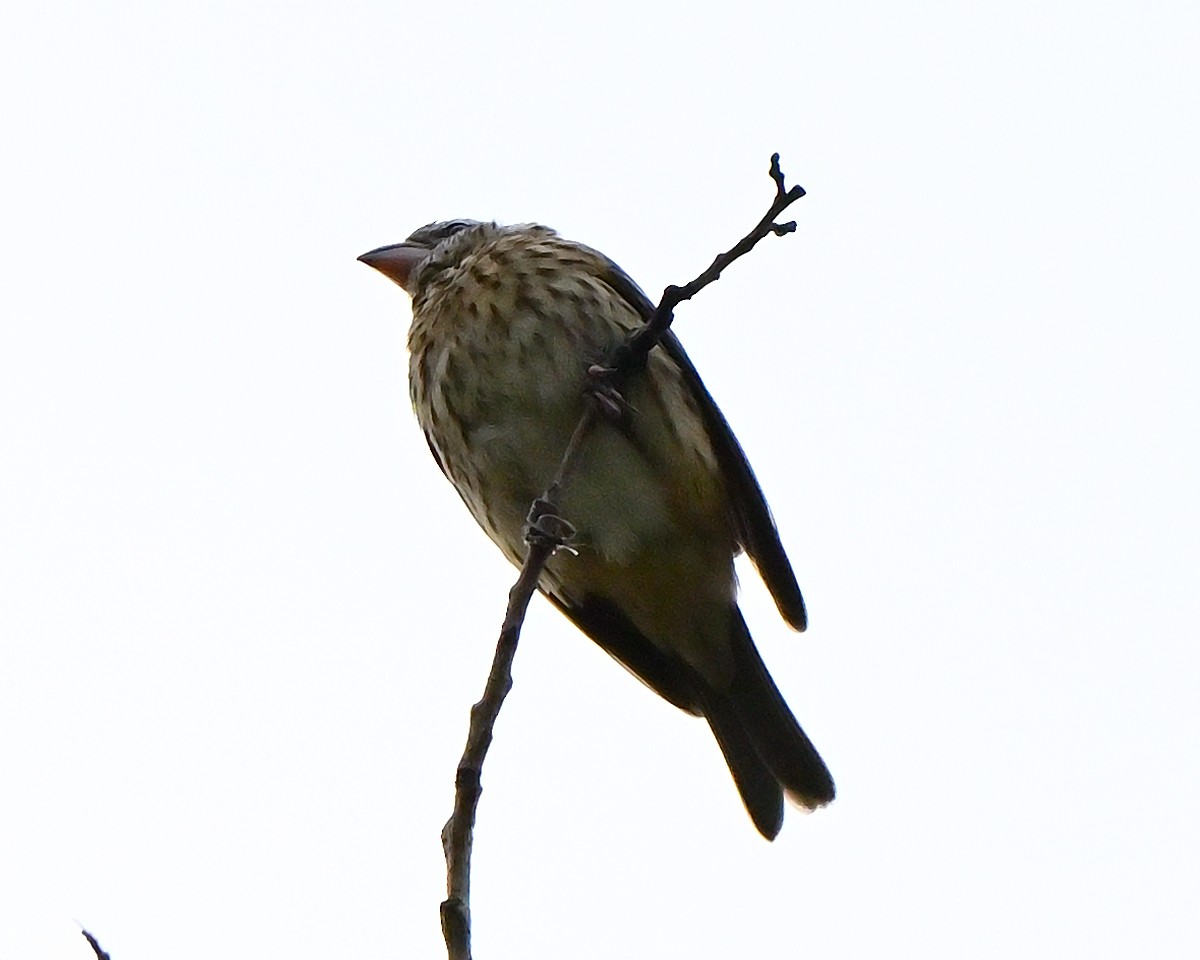 Rose-breasted Grosbeak - ML640914202