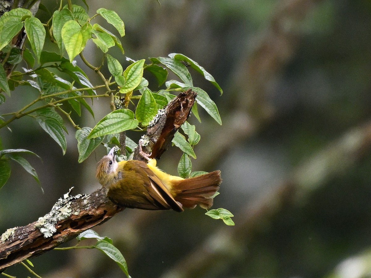 White-throated Bulbul - ML640914209